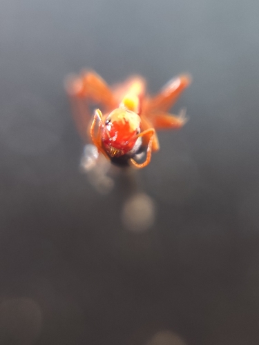 European Amazon Ant