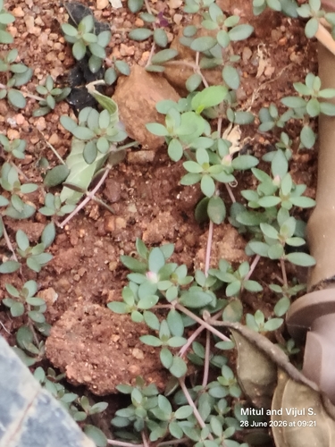 Portulaca umbraticola