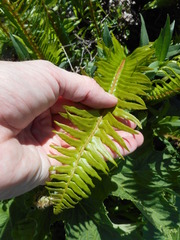 Polystichum imbricans