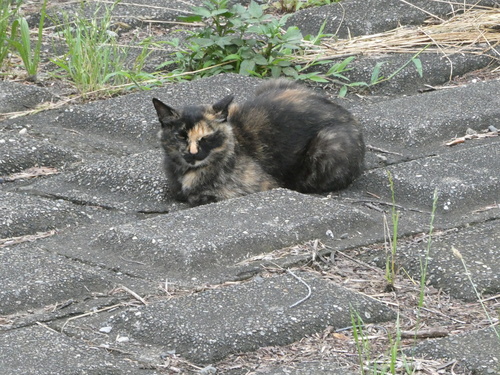 Domestic Cat