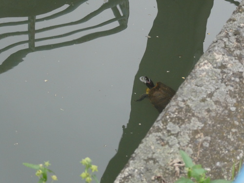 Red-eared Slider