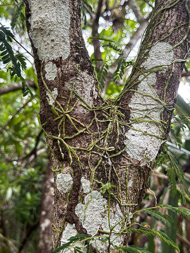 Taeniophyllum marianense observed 2026-06-24