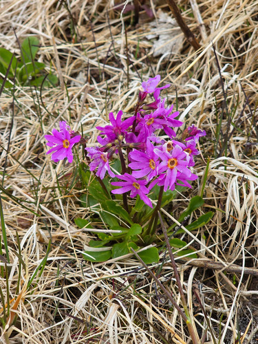 Primula cuneifolia, photograph 5