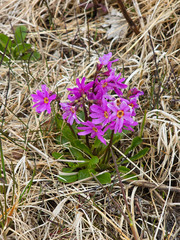 (c) Михаил Голомысов, some rights reserved (CC BY) Primula cuneifolia, photograph (c) Михаил Голомысов, some rights reserved (CC BY)