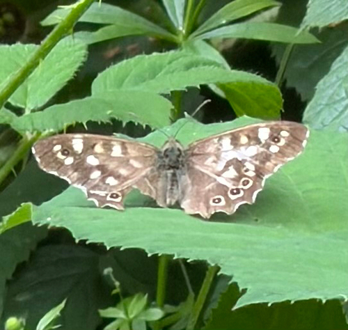 Speckled Wood