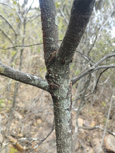 Rothmannia capensis, photograph 4
