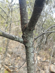 author not stated, no rights reserved Rothmannia capensis, photograph author not stated, no rights reserved