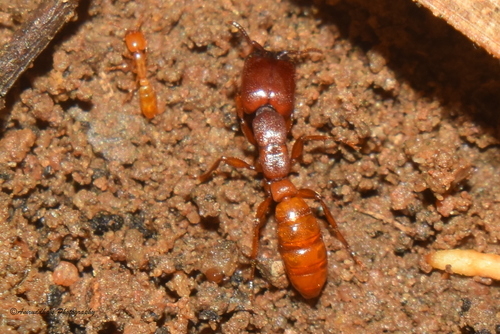 siafu ants