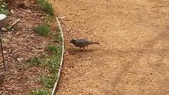 Turdus migratorius
