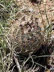 Echinomastus intertextus dasyacanthus