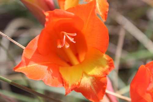Gladiolus dalenii