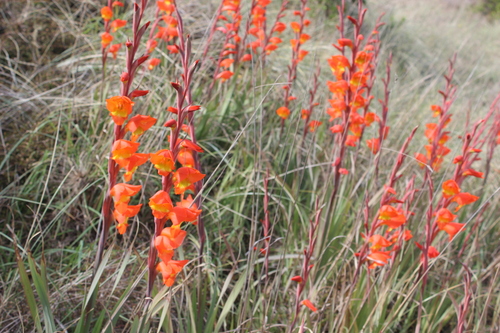Gladiolus dalenii