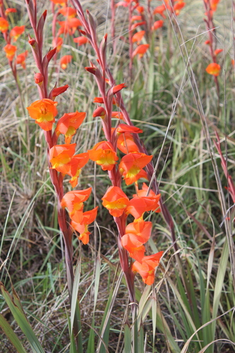 Gladiolus dalenii