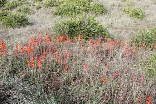 Gladiolus dalenii