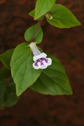 Goyazia rupicola