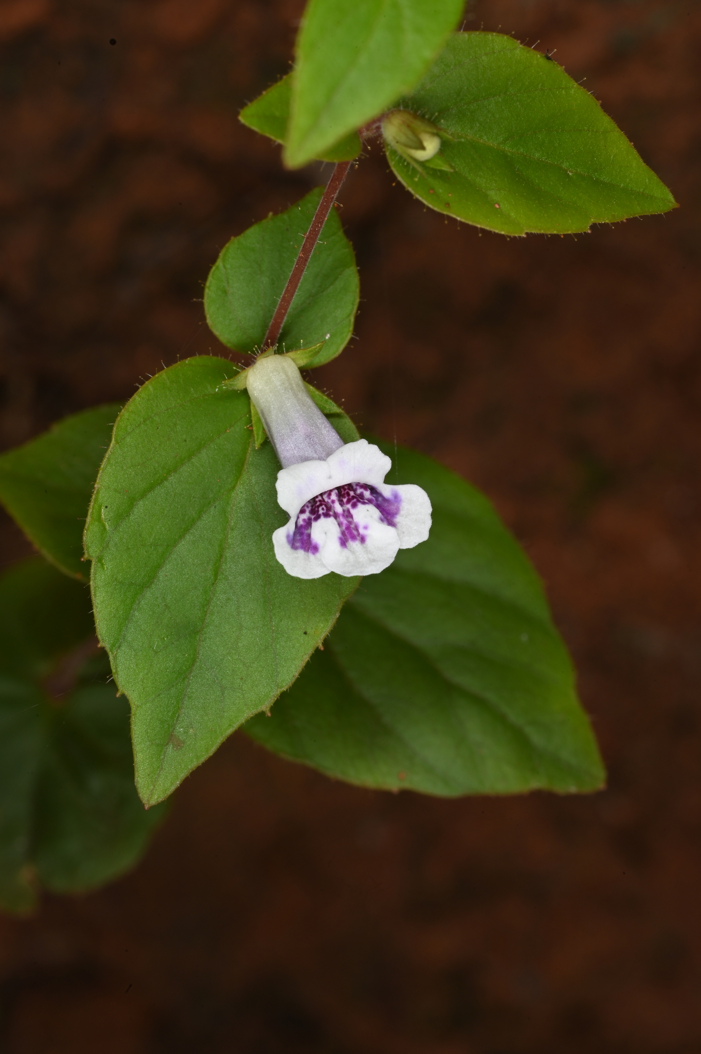 Goyazia rupicola