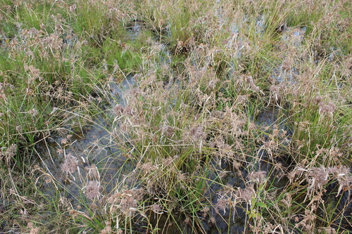 Cyperus congestus, photograph 4