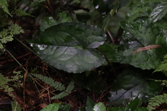 Asarum hypogynum