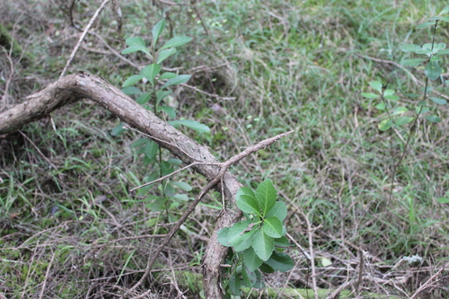 Melicytus novae-zelandiae, photograph 3