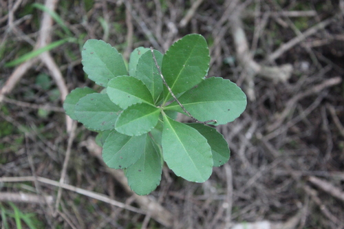 Melicytus novae-zelandiae, photograph 4