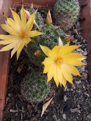 Mammillaria beneckei