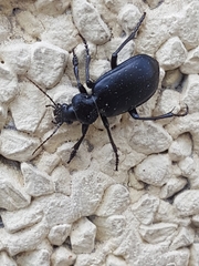 Calosoma maderae
