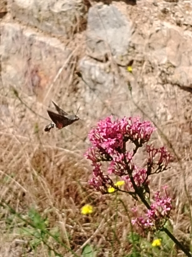 Eurasian Hummingbird Hawkmoth