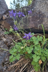 Aquilegia einseleana, photograph (c) Johannes S., some rights reserved (CC BY)