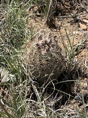 Echinomastus intertextus dasyacanthus