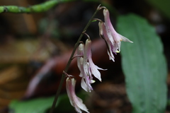 Cremastra appendiculata