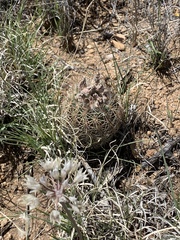 Echinomastus intertextus dasyacanthus