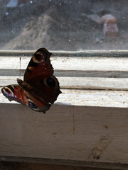 Aglais io