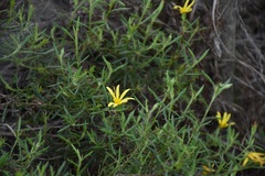 Cullumia aculeata sublanata