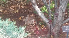 Sylvilagus floridanus