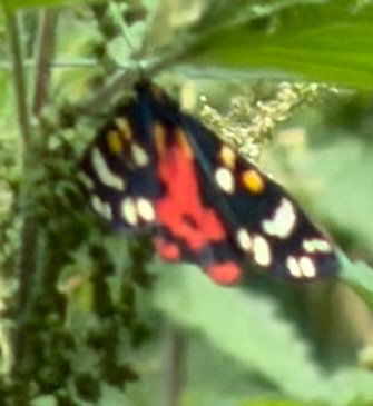 Scarlet Tiger