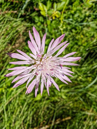 Knautia integrifolia, photograph 4