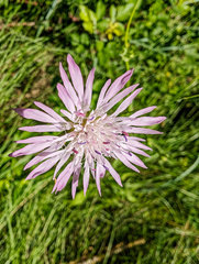 Knautia integrifolia, photograph (c) Philippe Hornus, some rights reserved (CC BY)