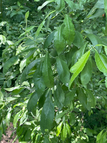 Наблюдение на iNaturalist