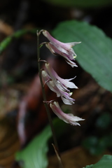 Cremastra appendiculata