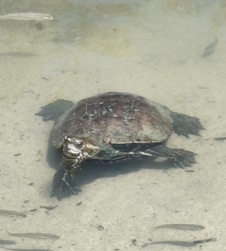 Western Caspian Turtle