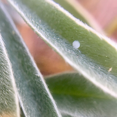Icaricia icarioides missionensis