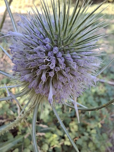 wild teasel