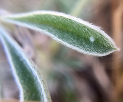 Icaricia icarioides missionensis