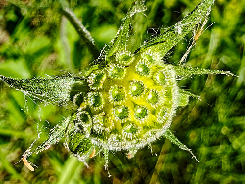 Knautia integrifolia, photograph 6