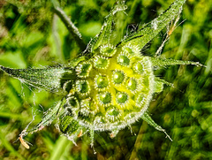 Knautia integrifolia, photograph (c) Philippe Hornus, some rights reserved (CC BY)