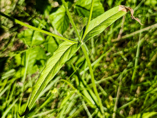 Knautia integrifolia, photograph 5