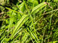 Knautia integrifolia, photograph (c) Philippe Hornus, some rights reserved (CC BY)