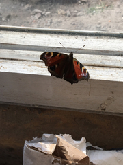 Aglais io