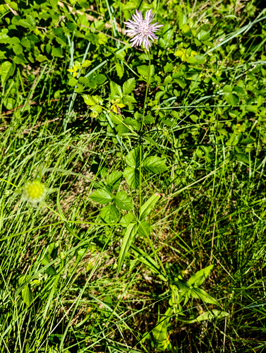Knautia integrifolia, photograph 3