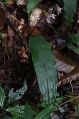 Cremastra appendiculata